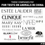 What Makeup Brands are Cruelty Free?